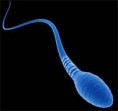 /album/fotogaleria-galeria-de-imagenes/espermatozoides-jpg1/
